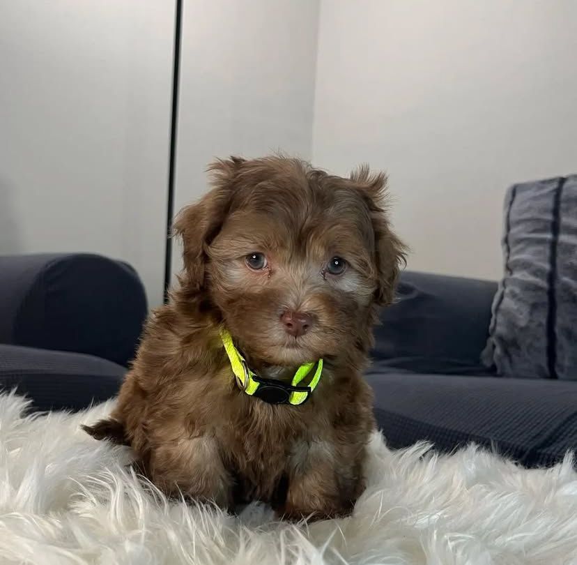 whatsapp image 2025 08 27 at 00.11.56 61336e36