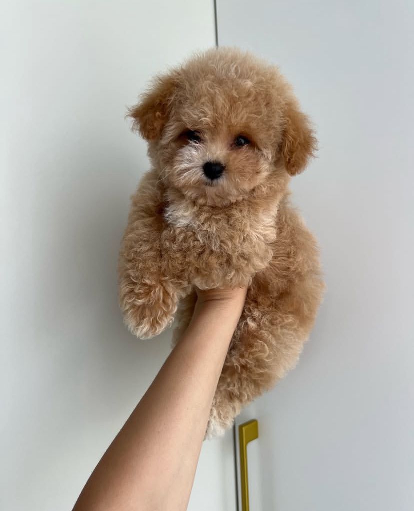 whatsapp image 2025 08 27 at 00.12.23 2680f40e