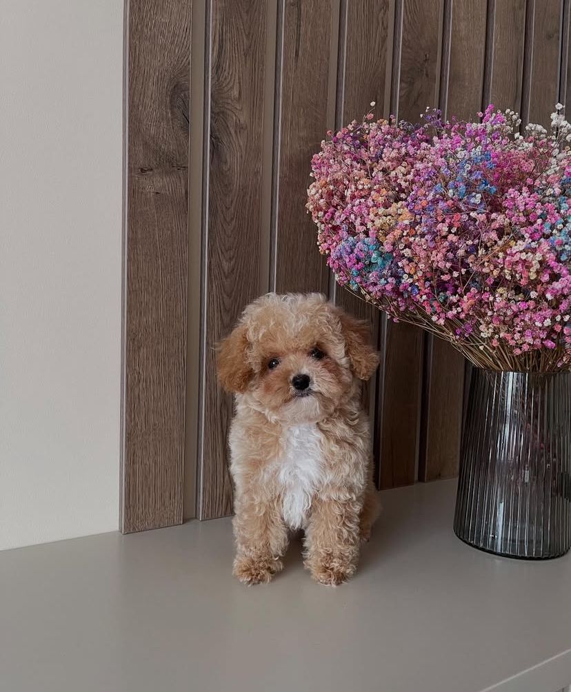 whatsapp image 2025 08 27 at 00.12.56 a578ba29