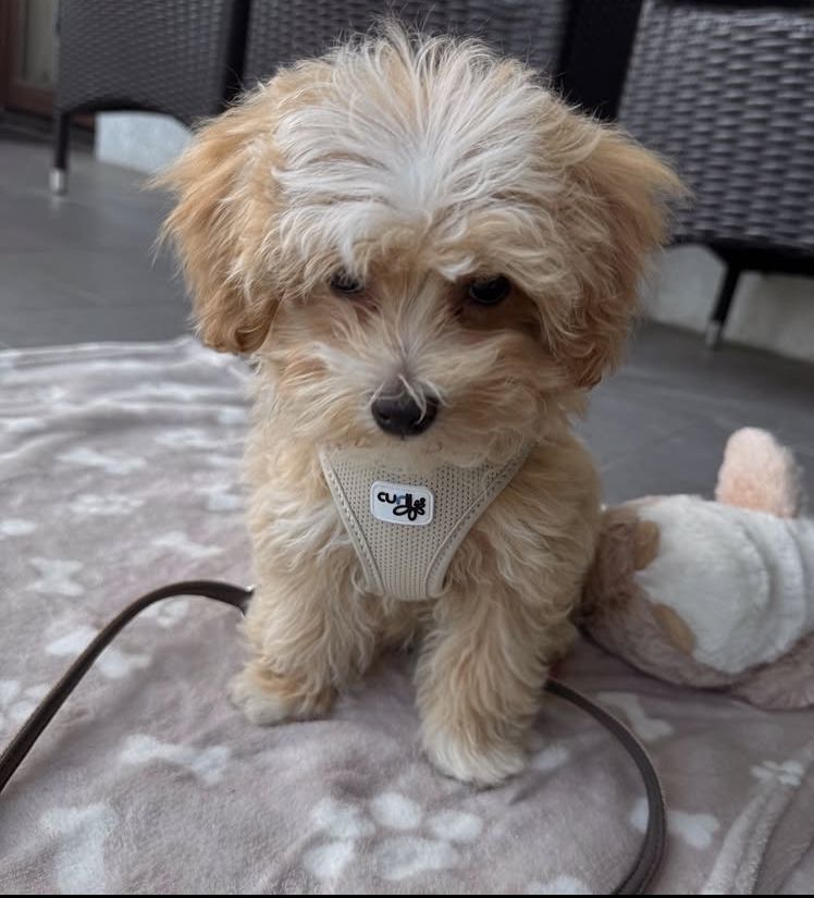 whatsapp image 2025 08 27 at 00.13.08 ba8681a7